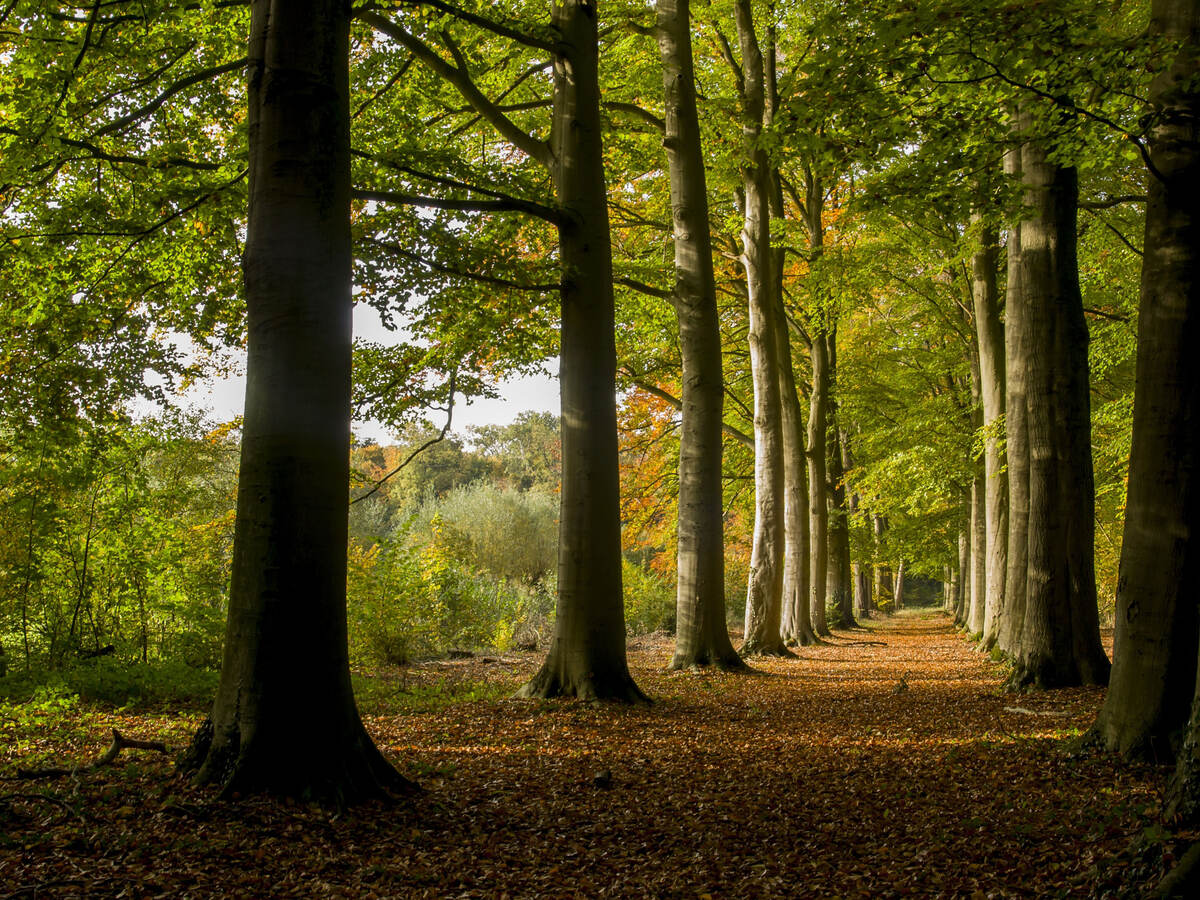 beautiful photo of a forest in autumn