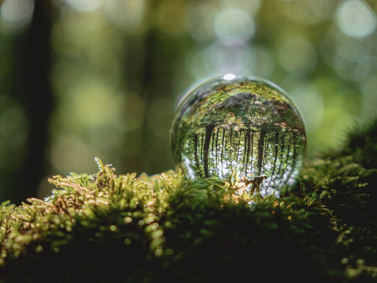A crystal ball lies on a moss in the forest, reflecting the forest.