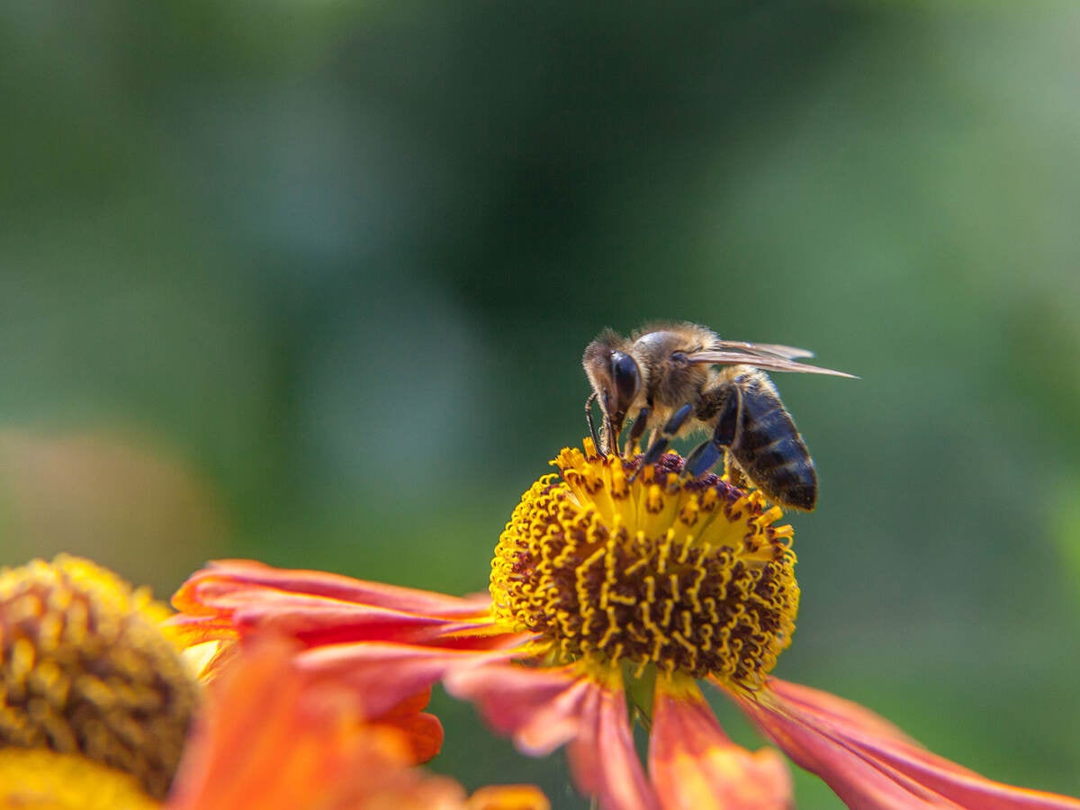 Honey bee covered with yellow pollen drink nectar, pollinating orange flower.