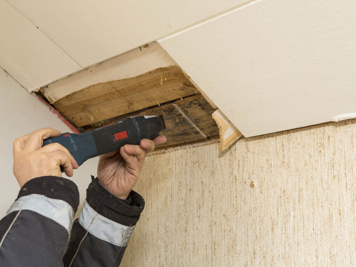 A person taking a mold sample