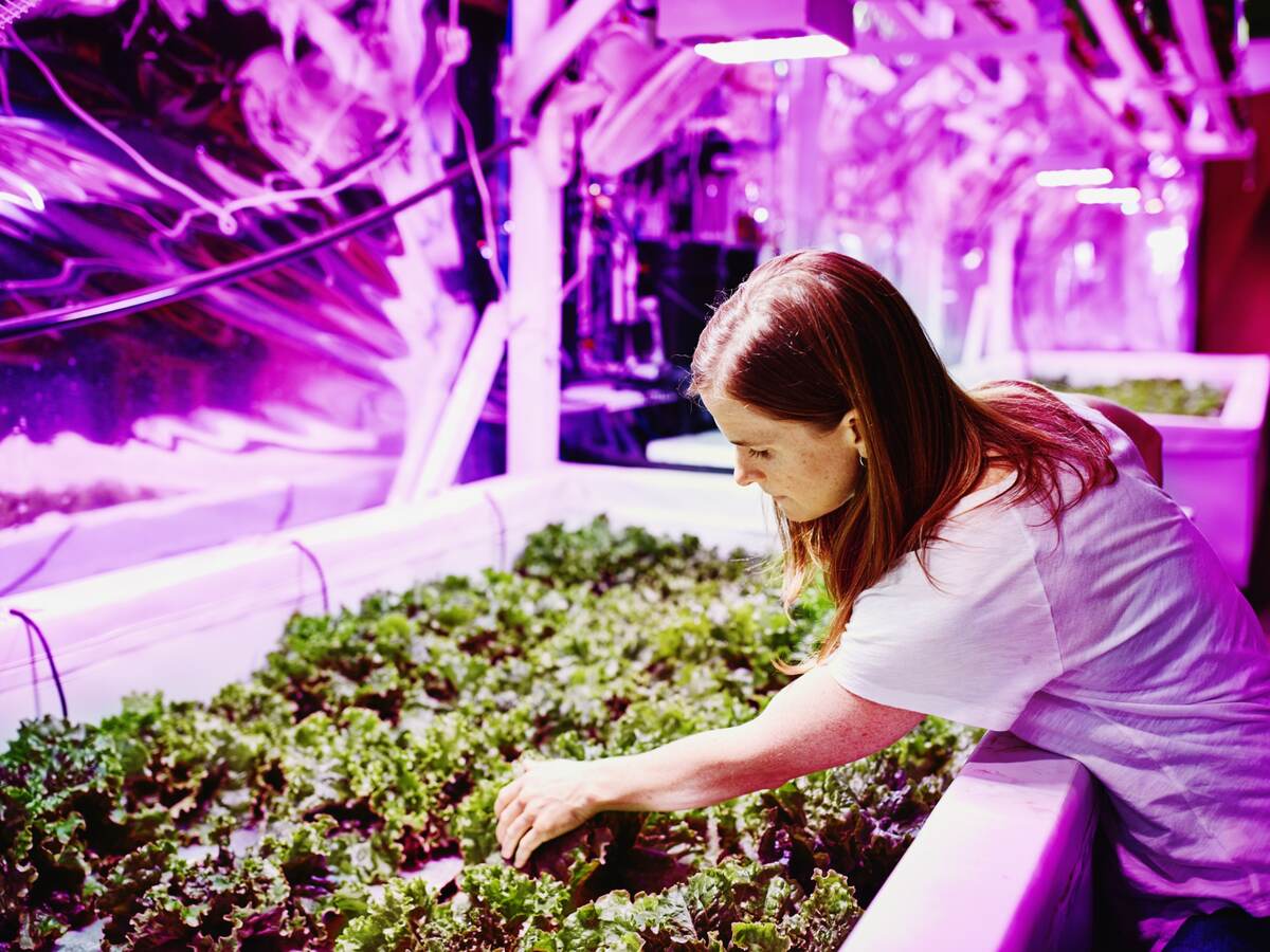 Horticultural professional checking on plant growth in the glow of a horticultural lighting system.