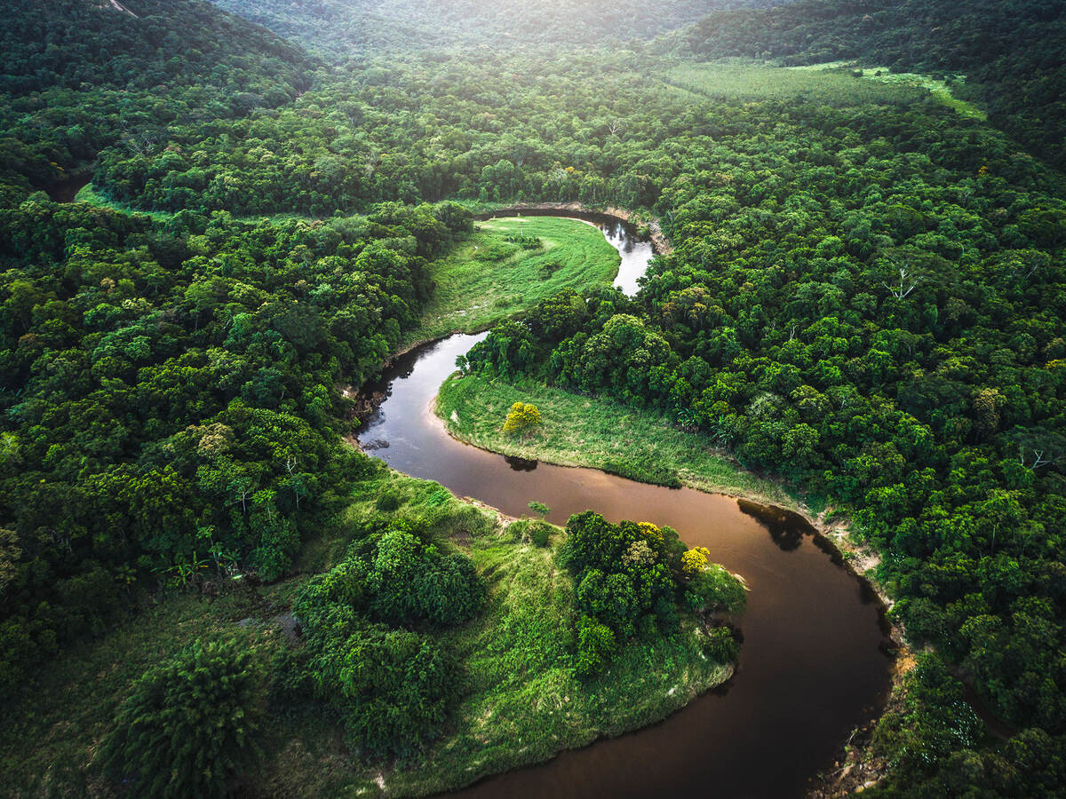 Atlantic Forest in Brazil