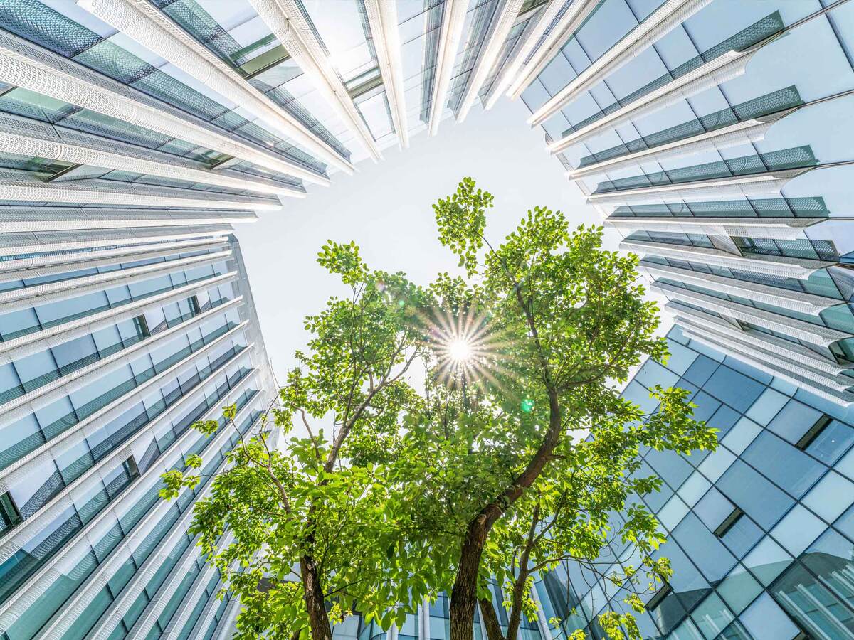 Upward view of a tree surrounded by glass skyscrapers