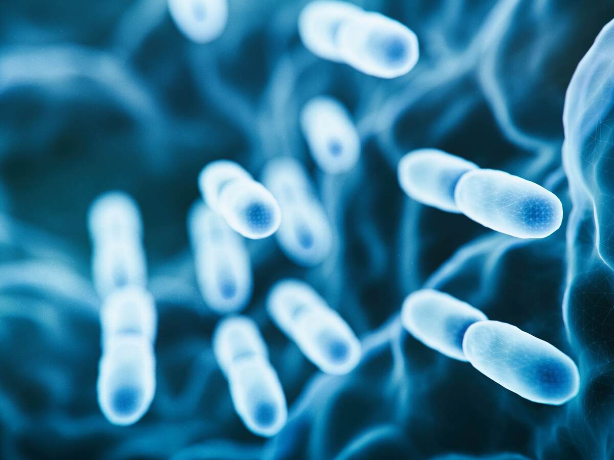Abs lactobacillus bulgaricus bacteria