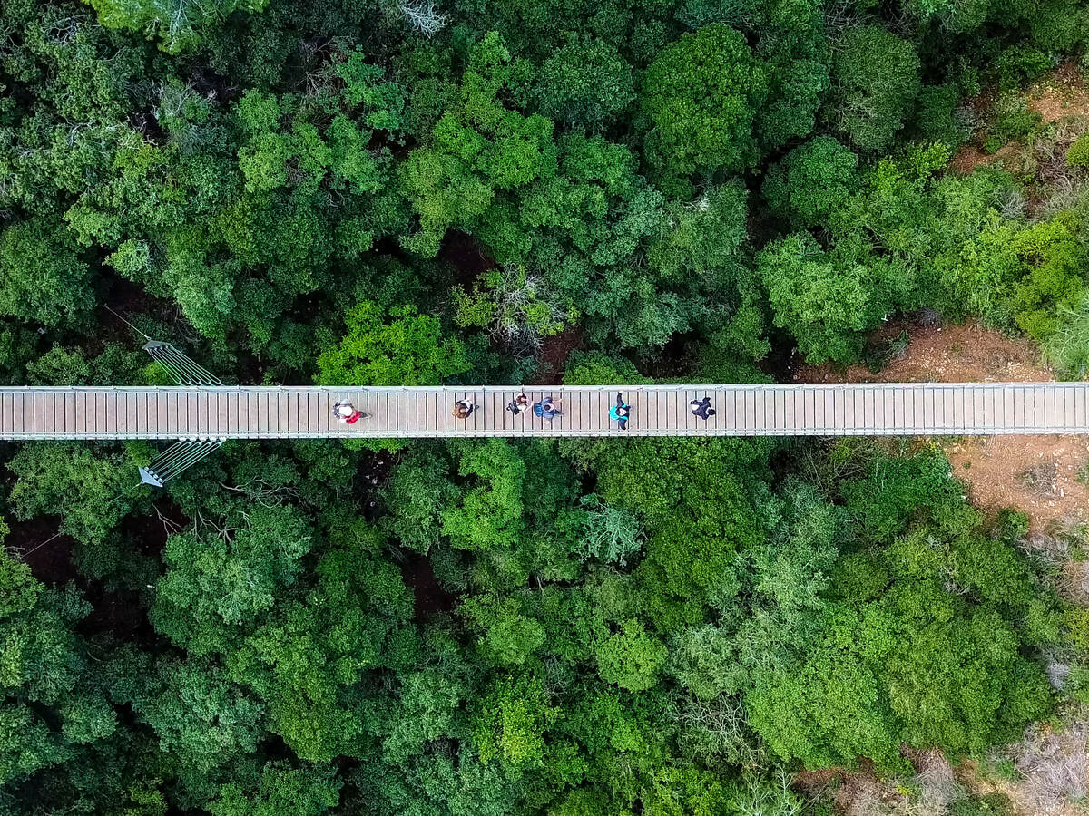 An aerial view of a bridge of a tree canopy