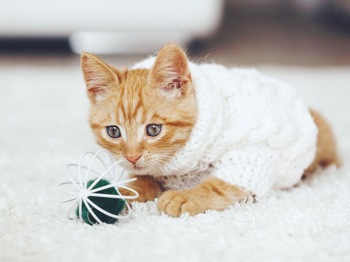 Orange tabby kitten wearing a sweater and playing with a cat toy