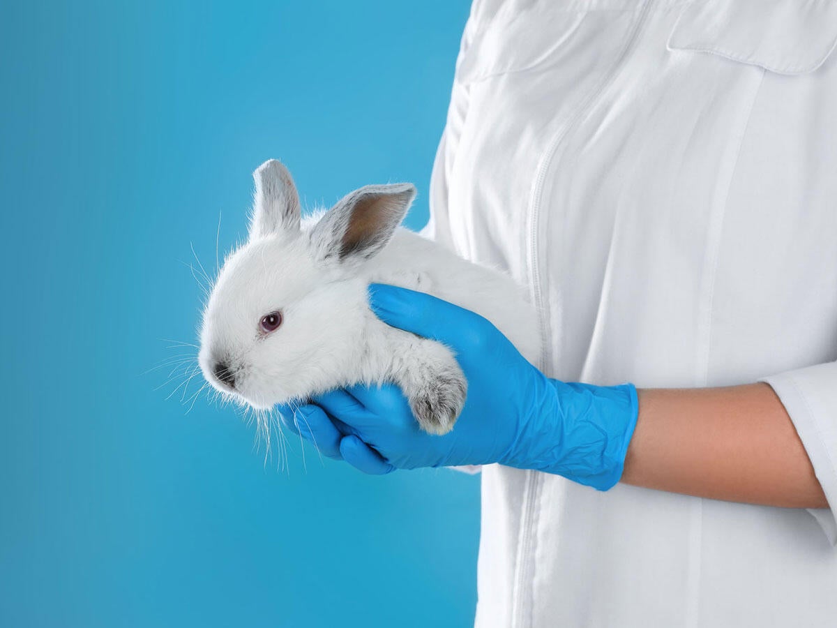 A scientist holding a rabbit