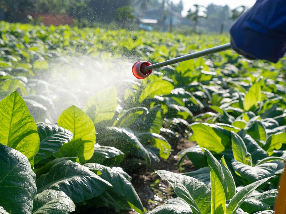 Herbicide being sprayed on a crop