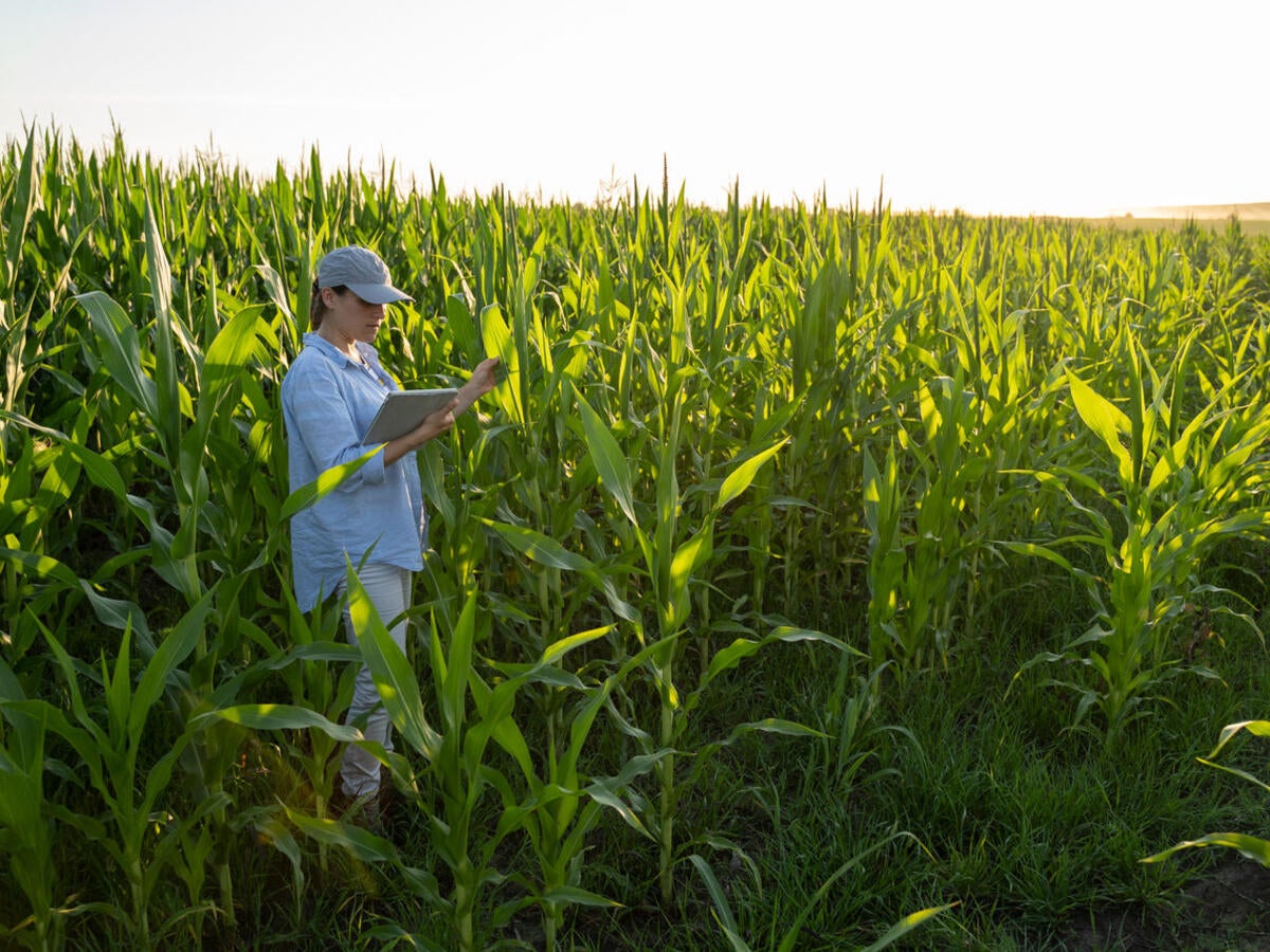 A farmer checking on a corn crop