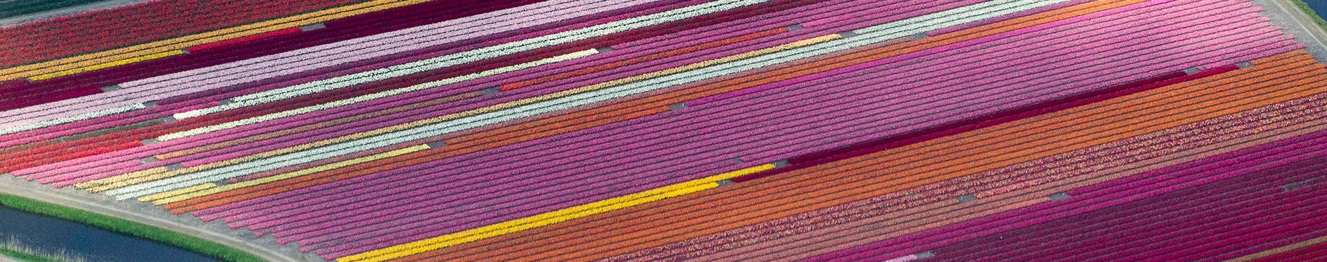 aerial photo of a flower farm