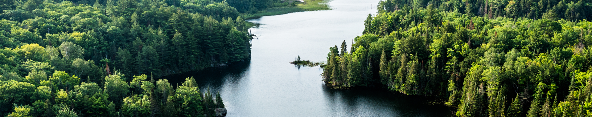 Trees on either side of a river