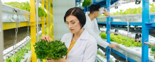 Techs measure plant growth, lit by a horticultural lighting system 