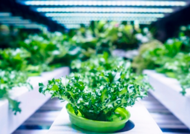 Cannabis growing farm