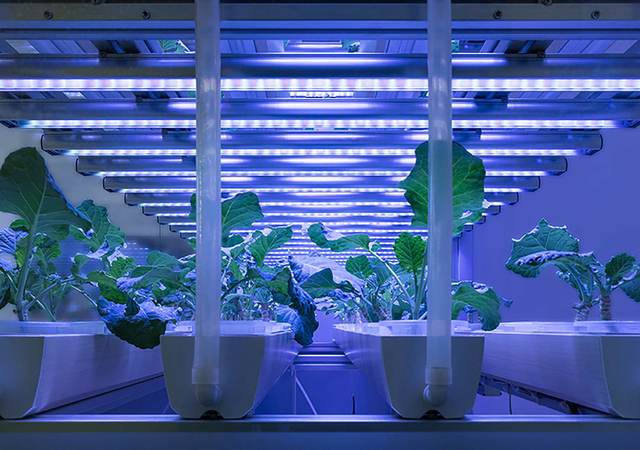 LED Agriculture