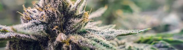 A cannabis bud grows under horticultural lights at a commercial farm.
