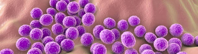 Staph Pathogen 