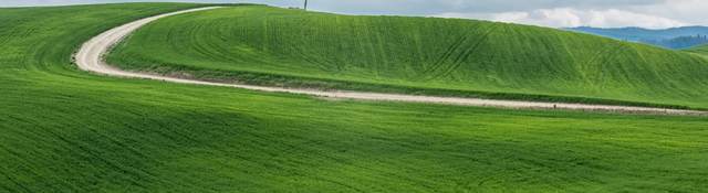 Grass field 