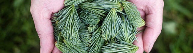 Hands holding green pine cones
