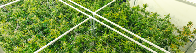Overhead view of the bright green plant canopy at a legal commercial cannabis warehouse