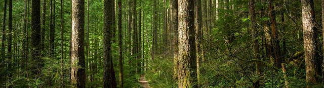 Path through sunlit forest