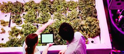 Engineers check plant growth in a greenhouse under specialized horticultural lighting.