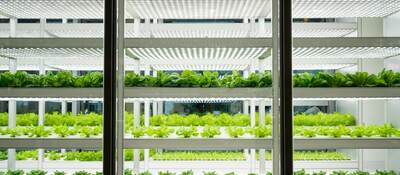 A greenhouse full of vegetable plants under a horticultural lighting array.