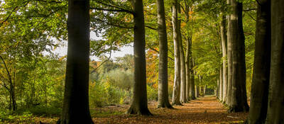 beautiful photo of a forest in autumn