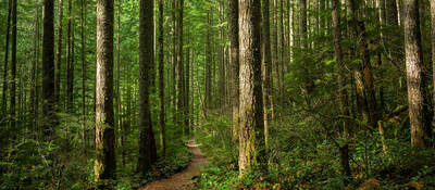 Path through sunlit forest