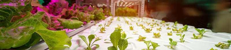 Indoor growing facility lighting and safety 