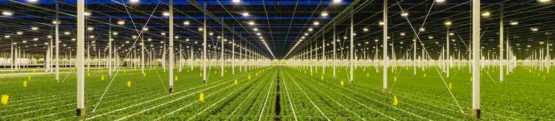Grow lights shine on row upon row of plants being cultivated in a giant warehouse.