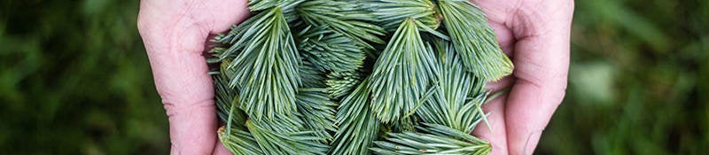 Hands holding green pine cones