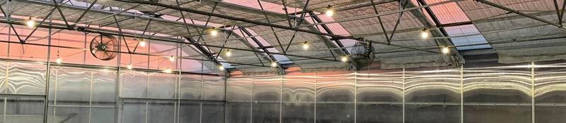 Cannabis plants growing indoors.