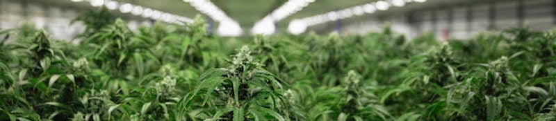 Cannabis plants growing indoors