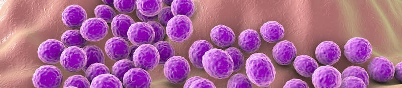 Staph Pathogen 