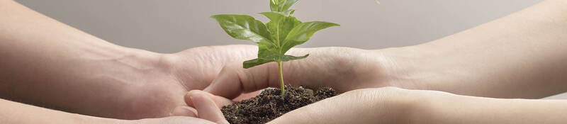 hands holding a small plant