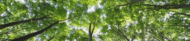 Sunlight through trees