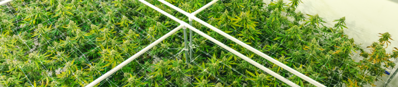 Overhead view of the bright green plant canopy at a legal commercial cannabis warehouse