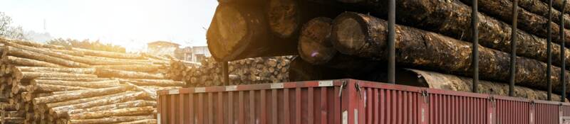 cut timber on flat bed tractor trailer