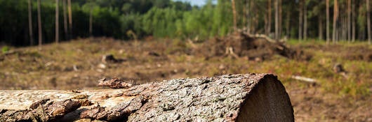 Deforestation as shown by fallen tree and barren landscape