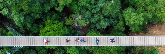 People on suspension bridge over tree tops