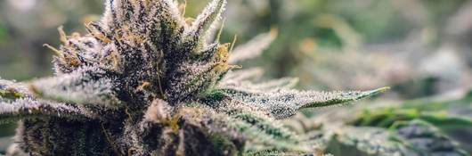 A cannabis bud grows under horticultural lights at a commercial farm.
