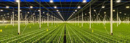 Horticultural lighting shines on indoor plants