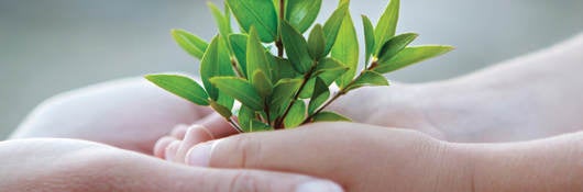 Photo of hands cupped holding a very small tree