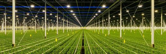Horticultural lighting greenhouse lighting farming