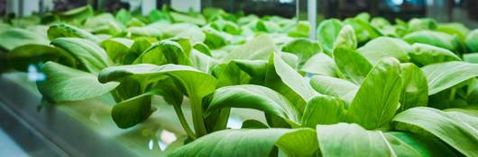 Vegetables growing in indoor farm 