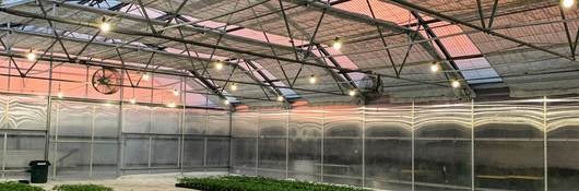 Cannabis plants growing indoors.