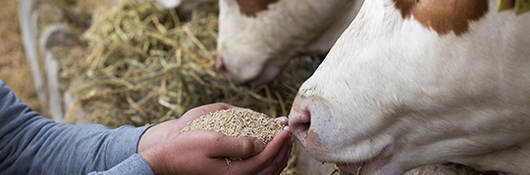man giving a cow feed