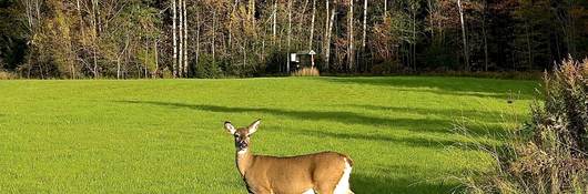 Deer standing in grass field