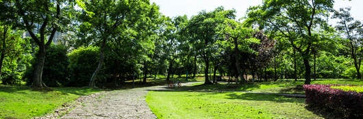 rock pathway in forest 