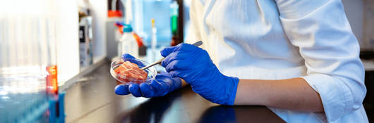 Researcher inspecting meat sample in laboratory